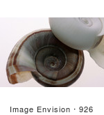 #926 Photo: White And Brown Ramshorn Shells