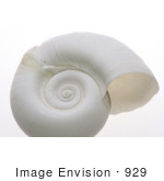 #929 Image: White Ramshorn Shell