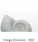 #930 Photography: White Ramshorn Shell