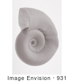 #931 Photograph Of A Sepia Toned Ramshorn Shell