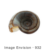 #932 Photo Of A Brown Ramshorn Shell