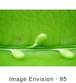 #95 Close-Up Picture Of Edible Snow Peas