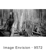 #9572 Picture Of A Lumberjack By Stumps