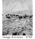 #9785 Picture of a Bison Herd at Yellowstone by JVPD