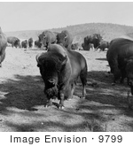 #9799 Picture Of A Buffalo Herd
