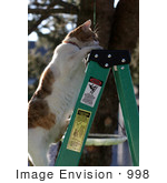 #998 Picture Of A Cat Climbing To The Top Of A Ladder