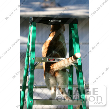 #1000 Picture of a Cat Stuck On a Ladder by Kenny Adams