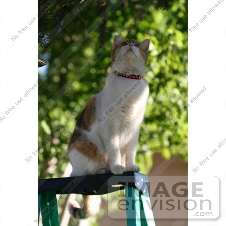 #1003 Picture of a Cat Looking Into a Tree From a Ladder by Kenny Adams