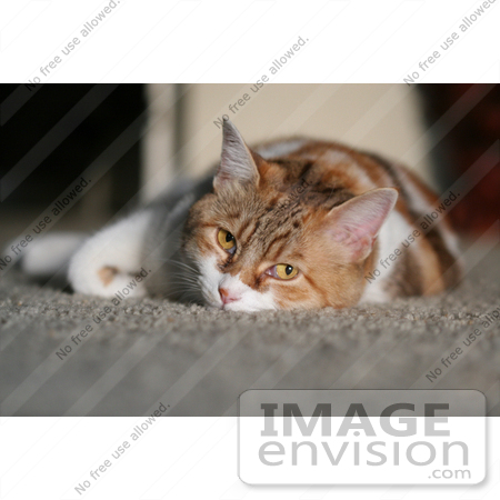 #1004 Picture of a Sleepy Cat Laying on the Floor by Kenny Adams