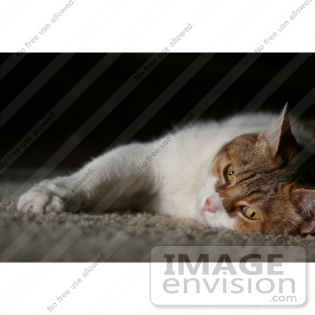 #1005 Picture of a Tired Cat by Kenny Adams