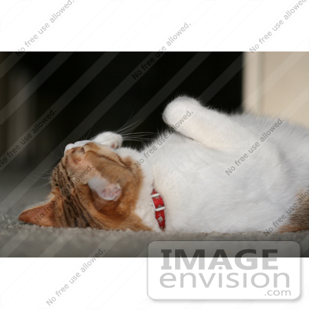 #1006 Picture of a Cat Laying On Her Back by Kenny Adams