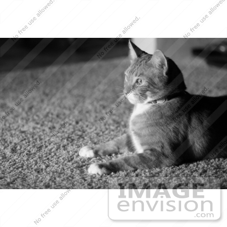 #1007 Black and White Picture of a House Cat Laying On Carpet by Kenny Adams