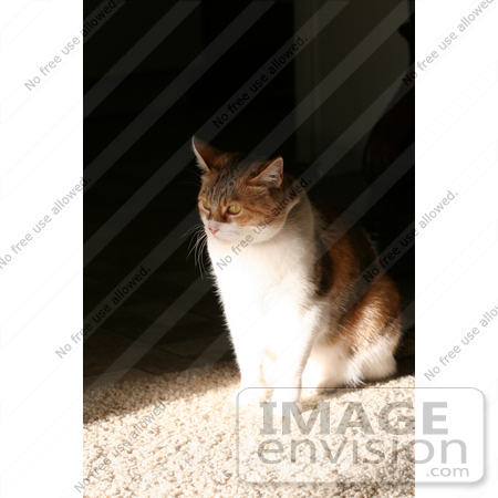 #1008 Picture of a Cat Sitting On Floor by Kenny Adams