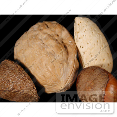 #102 Picture of a Brazil Nut, Walnut, Almond, and a Hazelnut by Kenny Adams