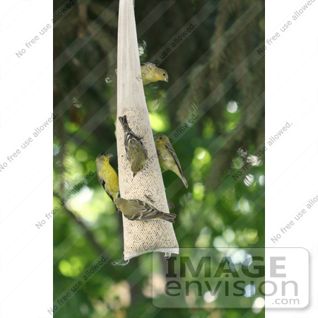 #1026 Photography of Golden Finches Eating Seed from a Bird Feeder by Kenny Adams