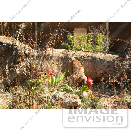 #1029 Photography of a Caracal in a Zoo by Kenny Adams