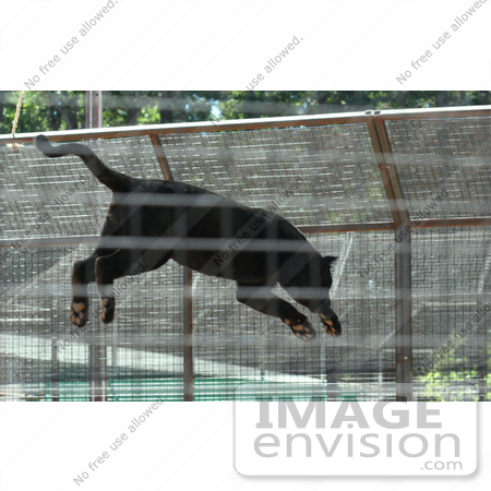 #1030 Photography of a Black Panther Jumping by Kenny Adams