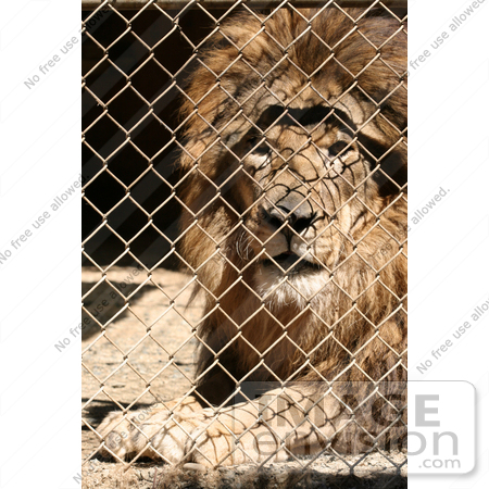 #1032 Picture of a Caged Lion by Kenny Adams