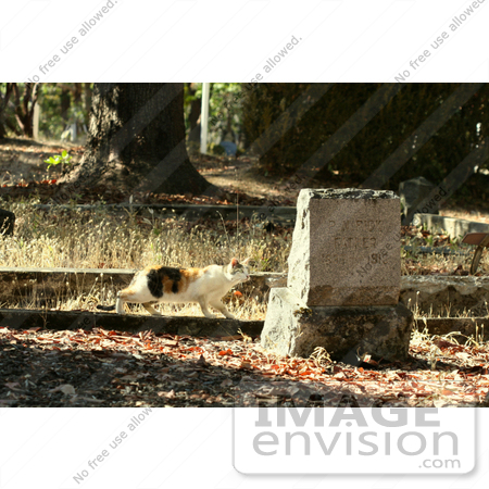 #1037 Photography of Cat Looking at Tombstone by Kenny Adams