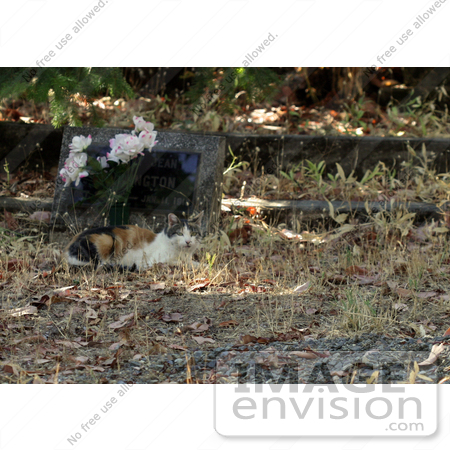 #1038 Picture of a Feral Cat Lying In-front of a Tombstone by Kenny Adams