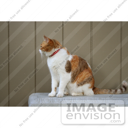 #104 Stock Image of a Calico Cat on a Garden Bench by Jamie Voetsch