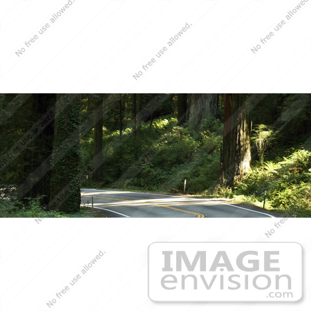 #1047 Photography of a Country Road Through Redwoods by Kenny Adams