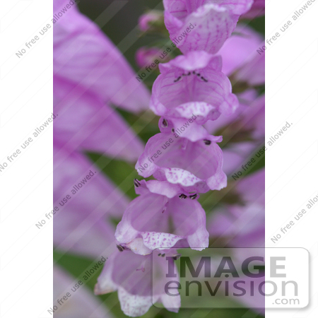 #1048 Photography of Foxglove Stalk Full of Bell-shaped Blooms by Kenny Adams