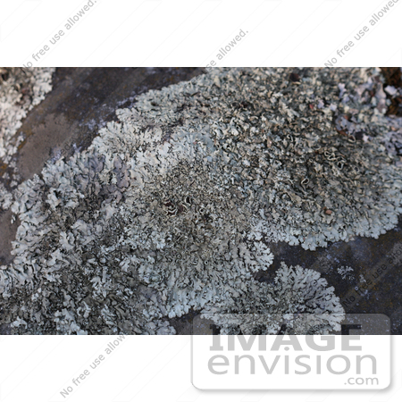 #1049 Photography of Silver Lichen by Kenny Adams