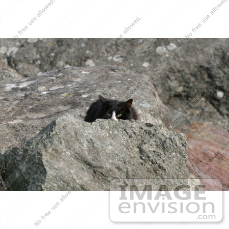 #1052 Picture Black & White Cat Hiding Behind a Rock by Kenny Adams