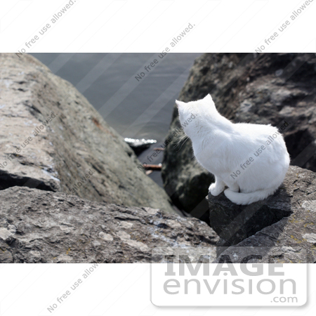 #1053 Picture of a White Cat Looking Down from a Cliff by Kenny Adams