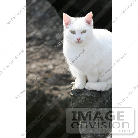 #1054 Picture of a White Cat Sitting on a Cliff by Kenny Adams