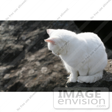 #1055 Picture of a Stray White Cat Looking Down by Kenny Adams