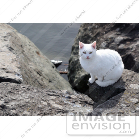 #1057 Picture of a White Cat Sitting on an Ocean Jetty by Kenny Adams