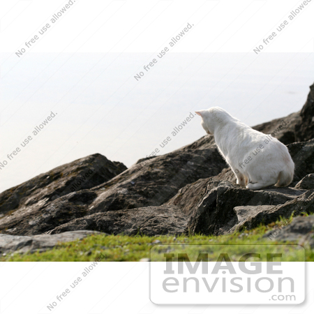 #1059 Picture of a White Cat Hunting for Food by Kenny Adams