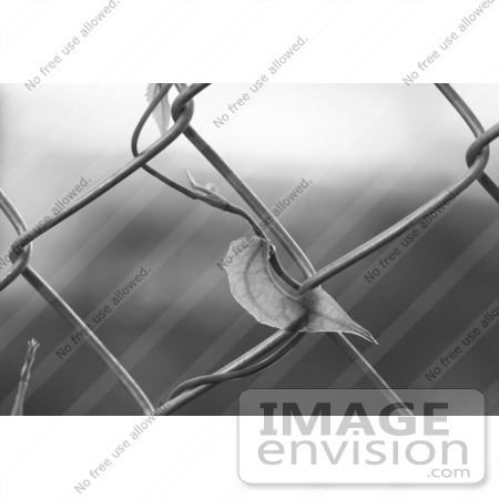 #106 Black and White Stock Image of a Blue Sky Vine Growing on a Fence by Jamie Voetsch