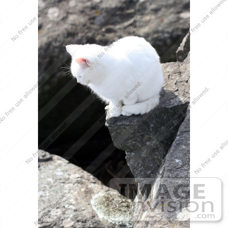 #1061 Photography of a White Cat on a Cliff by Kenny Adams