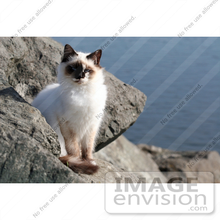 #1065 Picture of a Jetty Cat by Kenny Adams