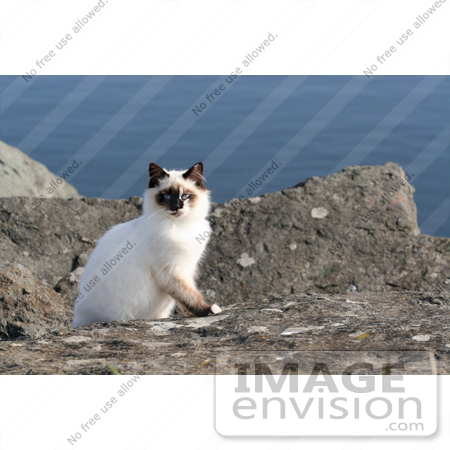 #1066 Photography of a Gold Beach, Oregon Cat by Kenny Adams