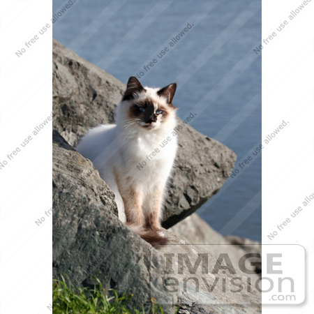 #1071 Picture of a Homeless Kitten at the Rouge River by Kenny Adams