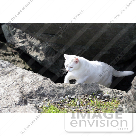 #1074 Picture of a White Cat Walking Out of a Cave by Kenny Adams