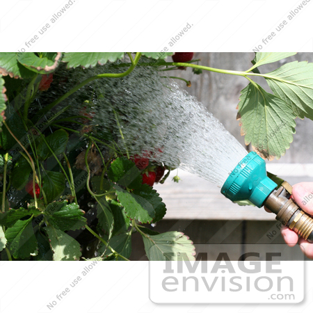 #10741 Picture of a Strawberry Plant Being Watered by Jamie Voetsch