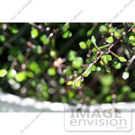 #10743 Picture of a Cotoneaster Plant by Jamie Voetsch