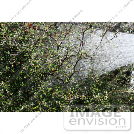 #10744 Picture of Watering a Cotoneaster by Jamie Voetsch