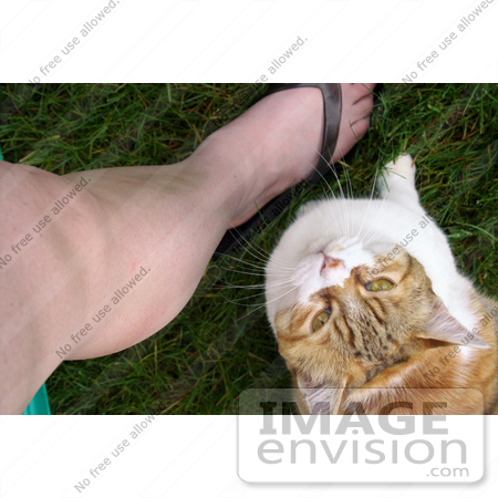 #10745 Picture of a Cat by its Owner’s Leg, Looking Up by Jamie Voetsch