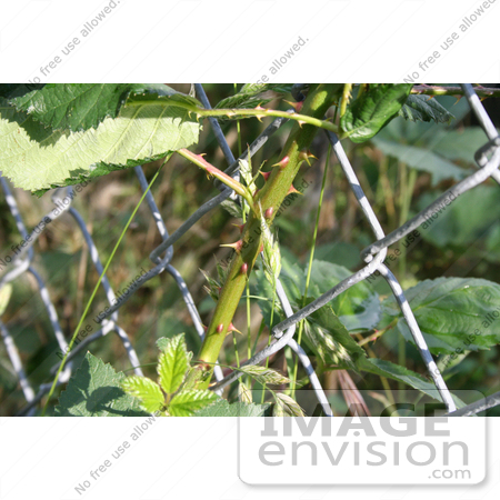 #10746 Picture of a Blackberry Vine Growing Through a Fence by Jamie Voetsch