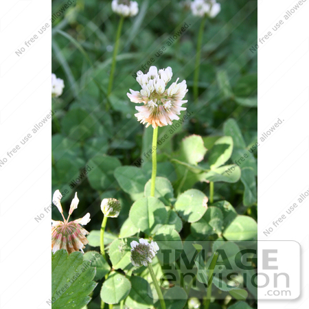 #10747 Picture of a Clover Flower by Jamie Voetsch