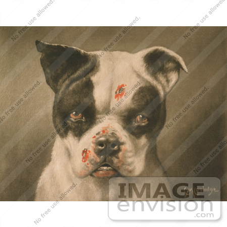 #10748 Picture of a Tough Dog With Bloody Scratches by JVPD