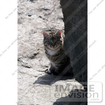 #1076 Picture of a Brown Tabby Cat Behind a Boulder by Kenny Adams