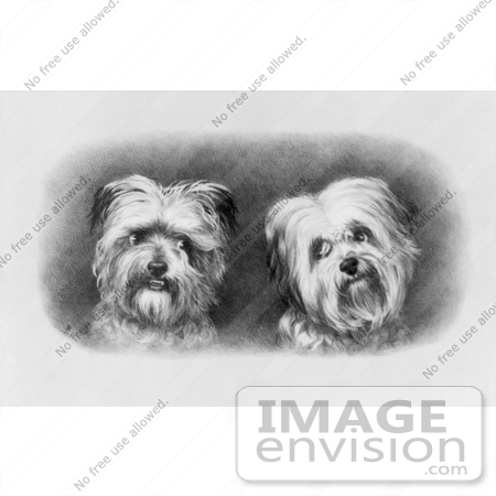 #10760 Picture of Two Terrier Dogs by JVPD