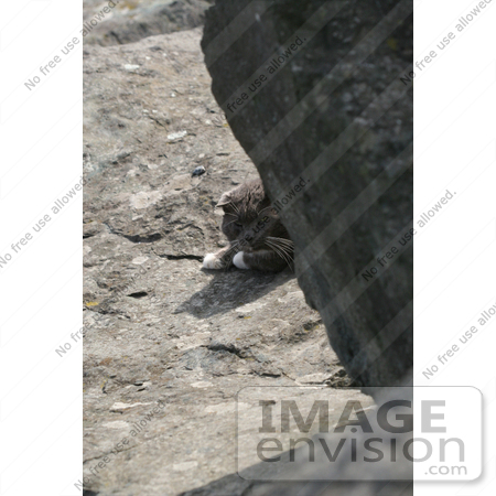 #1077 Picture of a Gray Cat Laying Behind a Big Rock by Kenny Adams
